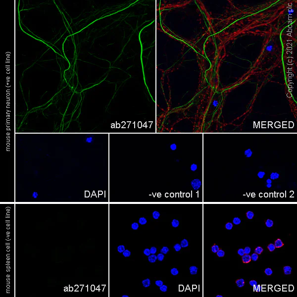 Immunocytochemistry/ Immunofluorescence - Anti-KIF1A antibody [EPR24329-6] (AB271047)