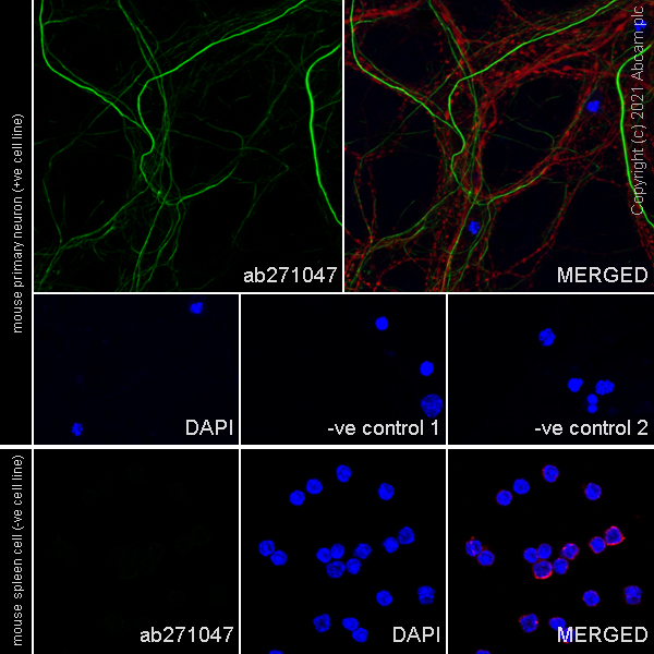 Immunocytochemistry/ Immunofluorescence - Anti-KIF1A antibody [EPR24329-6] - BSA and Azide free (AB282820), expandable thumbnail