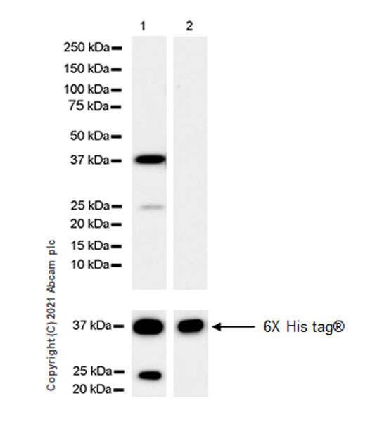 Western blot - Anti-KIF1A antibody [EPR24329-6] - BSA and Azide free (AB282820), expandable thumbnail