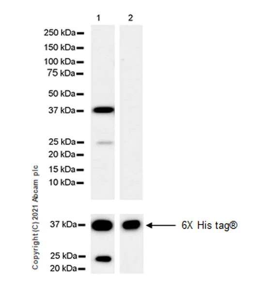 Western blot - Anti-KIF1A antibody [EPR24329-6] - BSA and Azide free (AB282820)