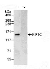 Immunoprecipitation - Anti-KIF1C antibody (AB72238)