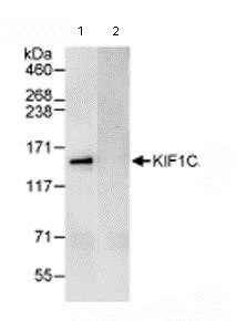 Immunoprecipitation - Anti-KIF1C antibody (AB72238)