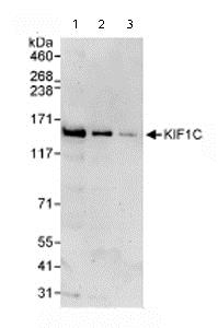 Western blot - Anti-KIF1C antibody (AB72238)