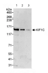 Western blot - Anti-KIF1C antibody (AB72238)