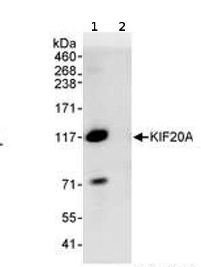 Immunoprecipitation - Anti-KIF20A antibody (AB70791)