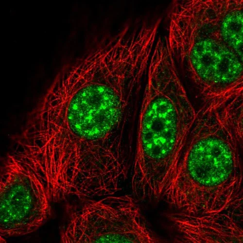 Immunocytochemistry/ Immunofluorescence - Anti-KIF22 antibody (AB222187)