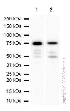 Western blot - Anti-KIF22 antibody [EP2747Y] (AB75783), expandable thumbnail