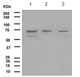 Western blot - Anti-KIF22 antibody [EP2748] - BSA and Azide free (AB284779)