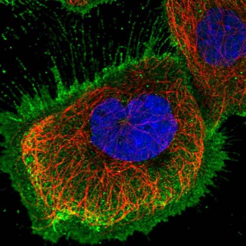 Immunocytochemistry/ Immunofluorescence - Anti-KIF26A antibody (AB150966)