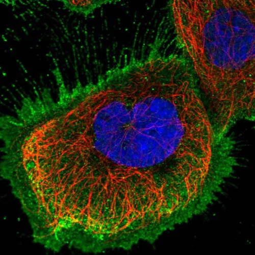 Immunocytochemistry/ Immunofluorescence - Anti-KIF26A antibody (AB150966)