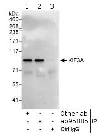 Immunoprecipitation - Anti-KIF3A antibody (AB95885), expandable thumbnail