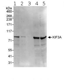 Western blot - Anti-KIF3A antibody (AB95885), expandable thumbnail