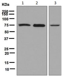 Western blot - Anti-KIF3A antibody [EPR5087] (AB133587)