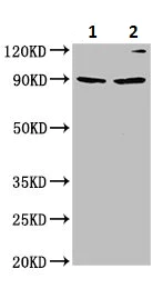 Western blot - Anti-KIF3C antibody (AB236748)