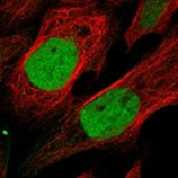 Immunocytochemistry/ Immunofluorescence - Anti-KIF4A/KIF4 antibody (AB122227)