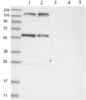 Western blot - Anti-KIF4A/KIF4 antibody (AB122227)