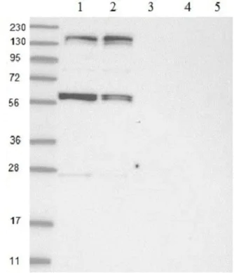 Western blot - Anti-KIF4A/KIF4 antibody (AB122227)