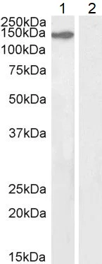 Western blot - Anti-KIF4A/KIF4 antibody (AB3815)