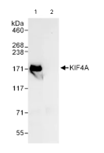 Immunoprecipitation - Anti-KIF4A/KIF4 antibody (AB72337)
