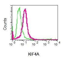 Flow Cytometry (Intracellular) - Anti-KIF4A/KIF4 antibody [EPR5459] - BSA and Azide free (AB248051)