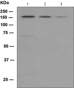 Western blot - Anti-KIF4A/KIF4 antibody [EPR5459] - BSA and Azide free (AB248051)