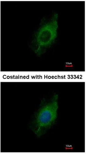 Immunocytochemistry/ Immunofluorescence - Anti-KIF5A antibody (AB154414)