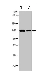 Western blot - Anti-KIF5A antibody (AB154414)
