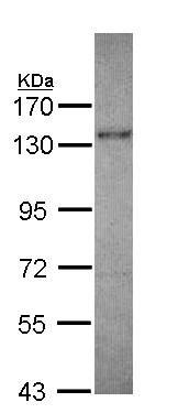 Western blot - Anti-KIF5A antibody (AB154414), expandable thumbnail