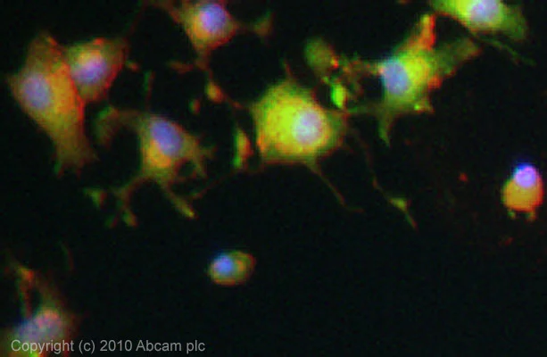 Immunocytochemistry/ Immunofluorescence - Anti-KIF5A antibody (AB5628)