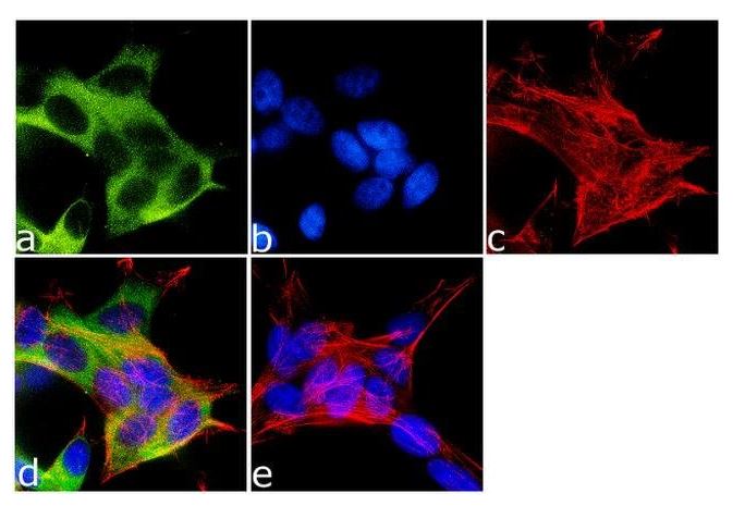 Immunocytochemistry/ Immunofluorescence - Anti-KIF5A antibody (AB5628)