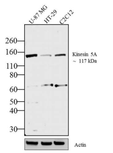 Western blot - Anti-KIF5A antibody (AB5628)