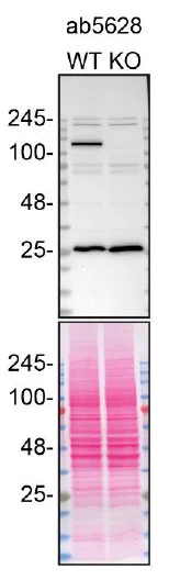 Western blot - Anti-KIF5A antibody (AB5628)