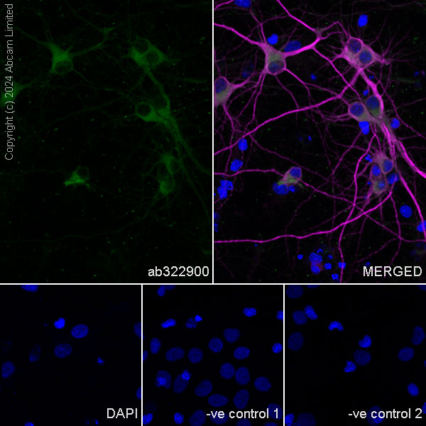Immunocytochemistry/ Immunofluorescence - Anti-KIF5A antibody [EPR29540-31] (ab322900), expandable thumbnail