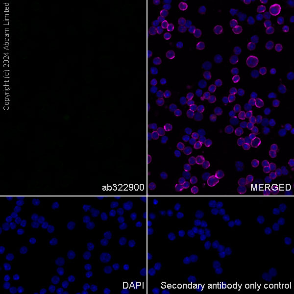Immunocytochemistry/ Immunofluorescence - Anti-KIF5A antibody [EPR29540-31] (ab322900), expandable thumbnail