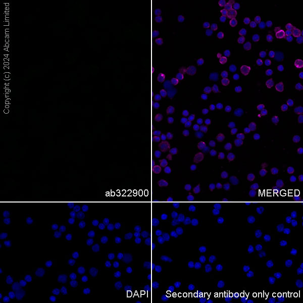 Immunocytochemistry/ Immunofluorescence - Anti-KIF5A antibody [EPR29540-31] (ab322900), expandable thumbnail