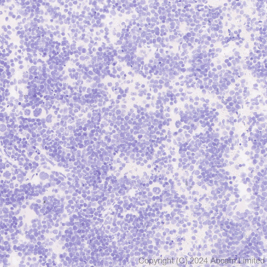 Immunohistochemistry (Formalin/PFA-fixed paraffin-embedded sections) - Anti-KIF5A antibody [EPR29540-31] (AB322900), expandable thumbnail