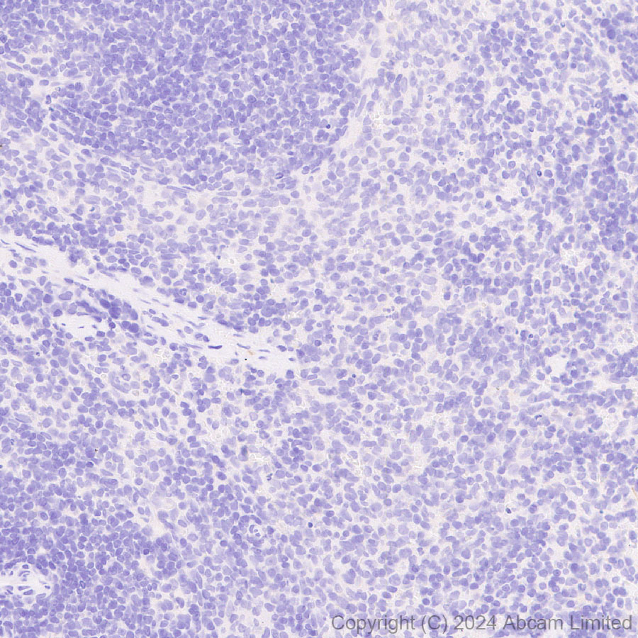 Immunohistochemistry (Formalin/PFA-fixed paraffin-embedded sections) - Anti-KIF5A antibody [EPR29540-31] (AB322900), expandable thumbnail