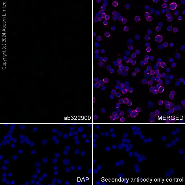Immunocytochemistry/ Immunofluorescence - Anti-KIF5A antibody [EPR29540-31] - BSA and Azide free (AB324809)