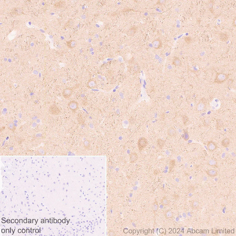 Immunohistochemistry (Formalin/PFA-fixed paraffin-embedded sections) - Anti-KIF5A antibody [EPR29540-31] - BSA and Azide free (AB324809)