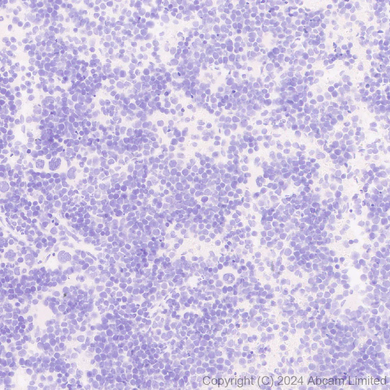 Immunohistochemistry (Formalin/PFA-fixed paraffin-embedded sections) - Anti-KIF5A antibody [EPR29540-31] - BSA and Azide free (AB324809)