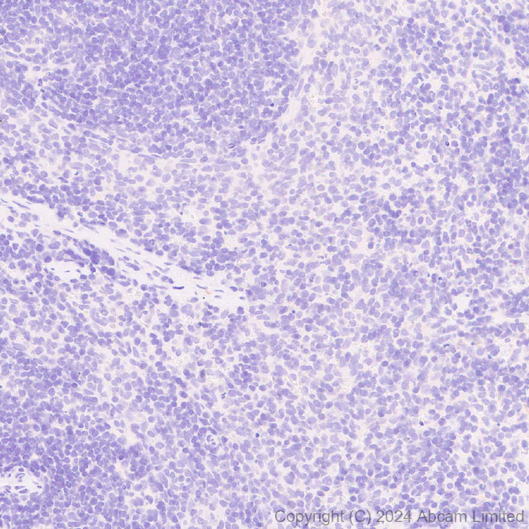 Immunohistochemistry (Formalin/PFA-fixed paraffin-embedded sections) - Anti-KIF5A antibody [EPR29540-31] - BSA and Azide free (AB324809)