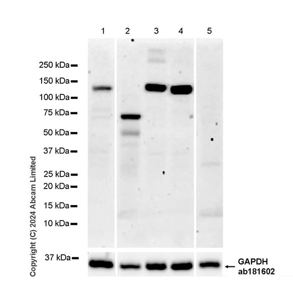 Western blot - Anti-KIF5A antibody [EPR29540-31] - BSA and Azide free (AB324809)