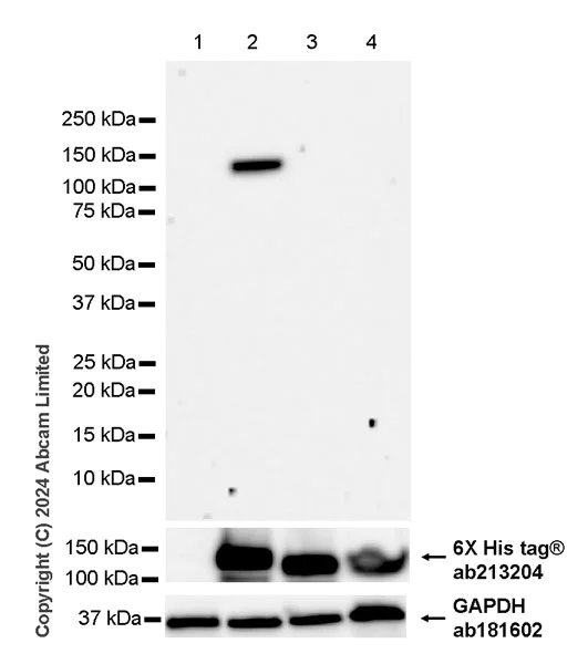 Western blot - Anti-KIF5A antibody [EPR29540-31] - BSA and Azide free (AB324809)