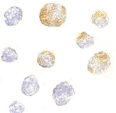 Immunocytochemistry/ Immunofluorescence - Anti-KIF5A + KIF5B + KIF5C antibody (AB62104)