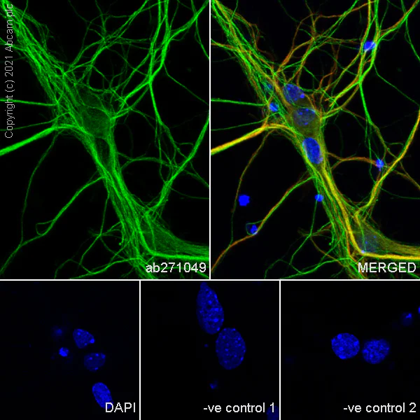Immunocytochemistry/ Immunofluorescence - Anti-KIF5A + KIF5B + KIF5C antibody [EPR24325-98] (AB271049)