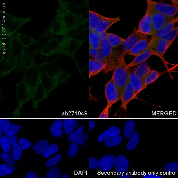 Immunocytochemistry/ Immunofluorescence - Anti-KIF5A + KIF5B + KIF5C antibody [EPR24325-98] (AB271049)