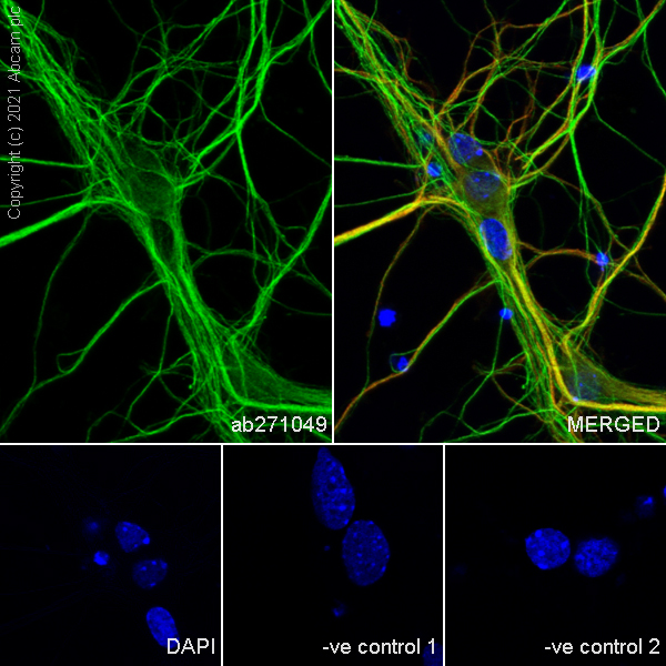 Immunocytochemistry/ Immunofluorescence - Anti-KIF5A + KIF5B + KIF5C antibody [EPR24325-98] - BSA and Azide free (AB283661), expandable thumbnail
