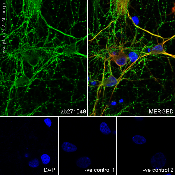 Immunocytochemistry/ Immunofluorescence - Anti-KIF5A + KIF5B + KIF5C antibody [EPR24325-98] - BSA and Azide free (ab283661), expandable thumbnail