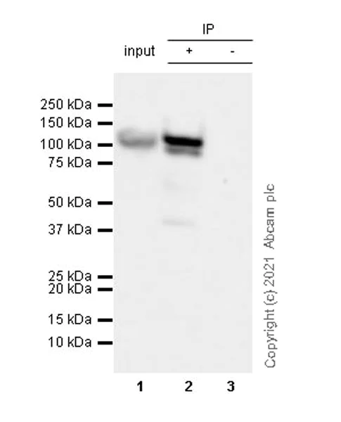 Immunoprecipitation - Anti-KIF5A + KIF5B + KIF5C antibody [EPR24325-98] - BSA and Azide free (AB283661)