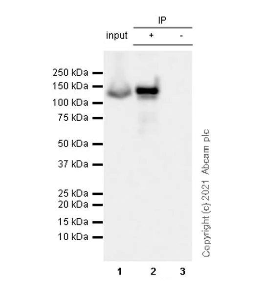 Immunoprecipitation - Anti-KIF5A + KIF5B + KIF5C antibody [EPR24325-98] - BSA and Azide free (AB283661)